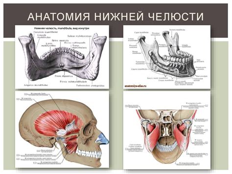 Анатомия челевра: особенности смещения нижней челюсти