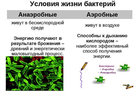 Анаэробы и аэробы: что делает их разными?