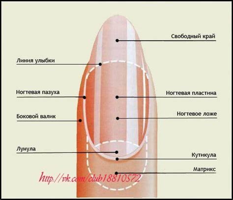 Аномалия роста ногтя