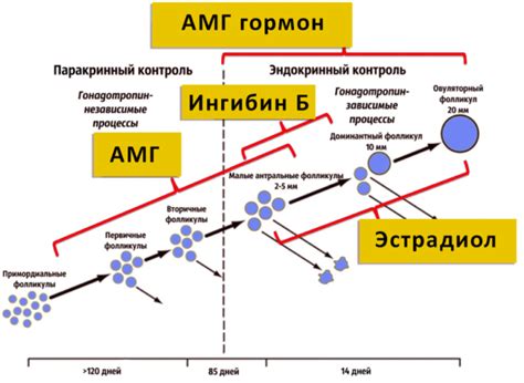 Антимюллеров гормон и онкология