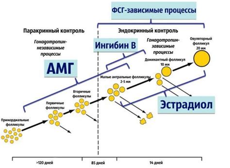 Антимюллеров гормон 0.06: основная информация