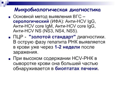 Анти HCV IgG core: значение, функции и особенности