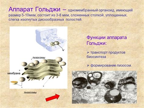 Аппарат Гольджи: функции и значение в клетке