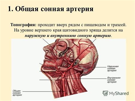 Артерия рядом с пупком справа