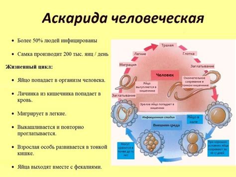 Аскариды: характеристика и распространение