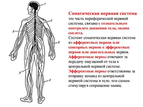 Аутоноомная периферическая нервная система