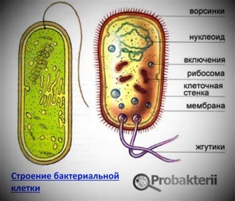 Бактериальная клетка: описание и основные характеристики