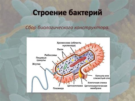 Бактерии: роль в простуде и особенности их действия