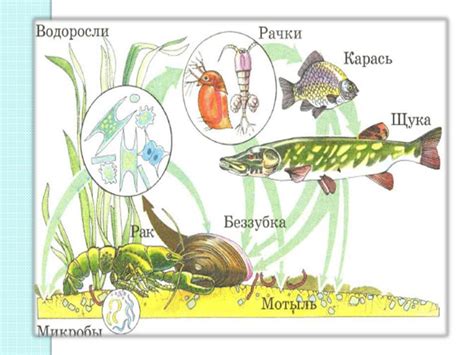 Бактерии и водные экосистемы