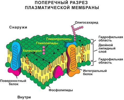 Барьерная функция клеточной мембраны