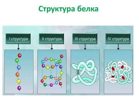 Белки и восстановление