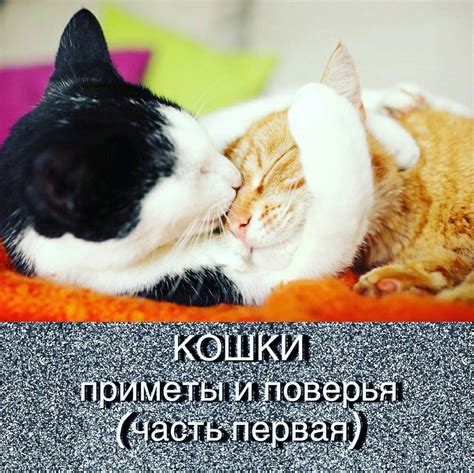 Белые кошки и поверья