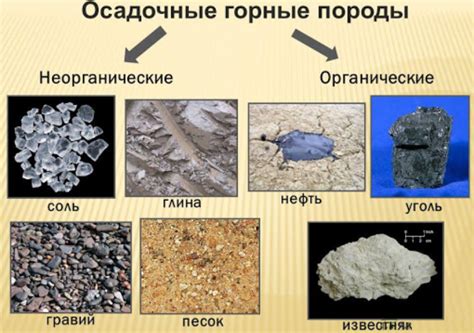 Биогенные осадочные породы: кремнистые и органические