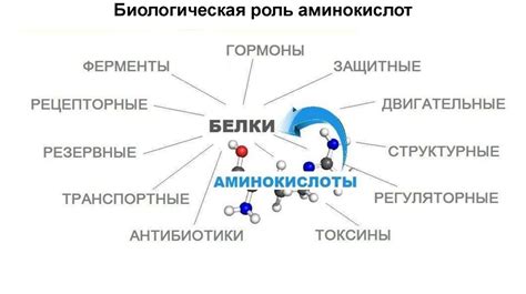 Биологическая значимость аминокислот