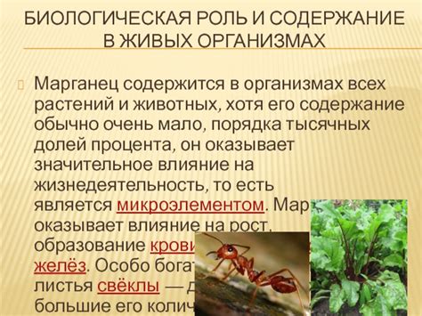 Биологическая конвекция: роли в организмах животных и растений