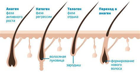 Биологические аспекты роста ресниц