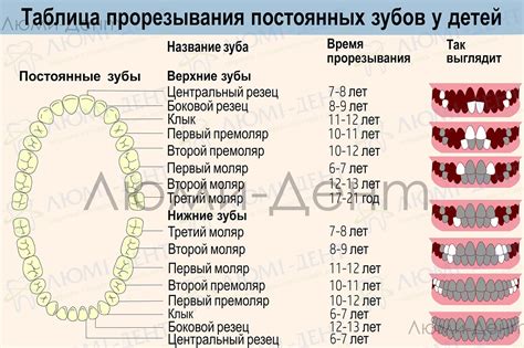 Биологический процесс и мифы о смене зубов у растущего ребенка