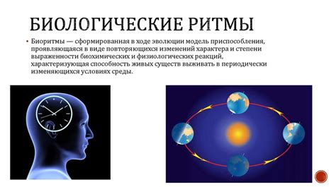 Биологический ритм организма