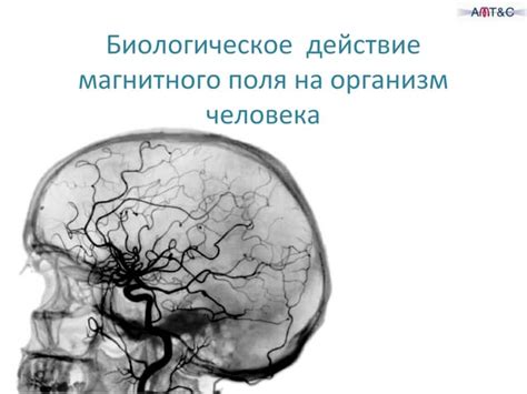 Биологическое воздействие магнитного поля