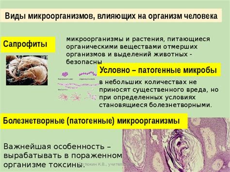 Болезнетворные микроорганизмы и продукты разложения