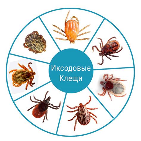 Болезни, передаваемые в результате укуса клеща: опасности и важность профилактики