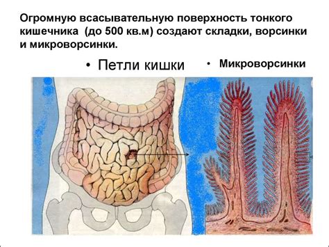 Большая рабочая поверхность кишечника