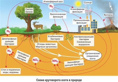 Важность азота в нитрофоске и суперфосфате