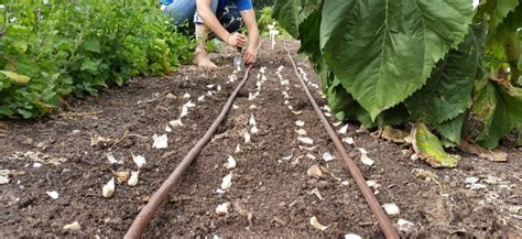 Важность дренирования почвы при посадке чеснока