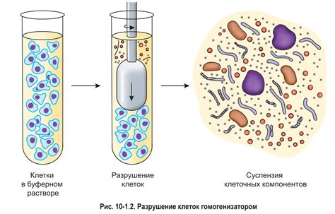 Важность изучения процесса возникновения клеток