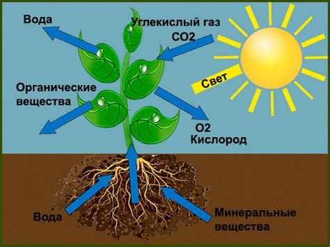 Важность изучения растений для людей