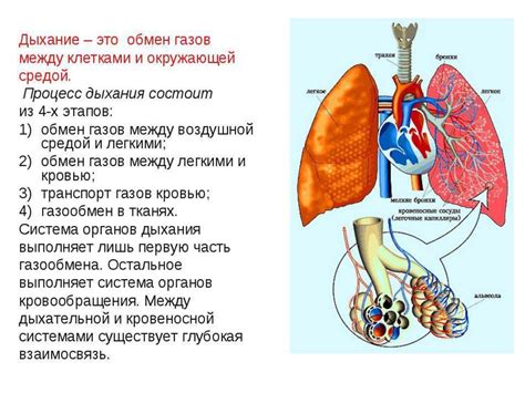 Важность короткого вдоха и выдоха