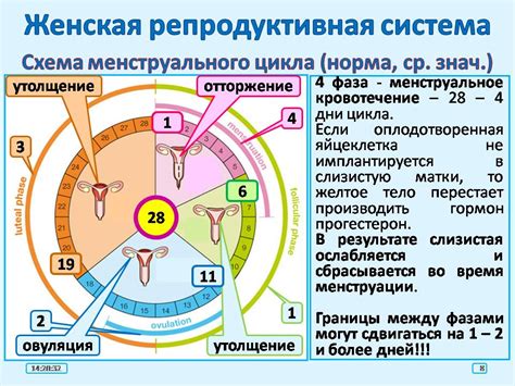 Важность корректной работы репродуктивной системы