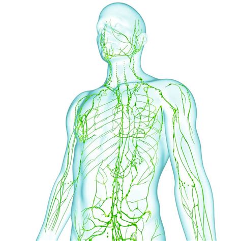 Важность лимфатической системы для организма человека