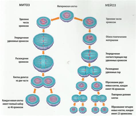 Важность митоза и мейоза в биологии