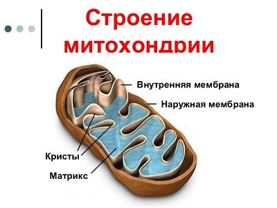 Важность митохондрий в организме