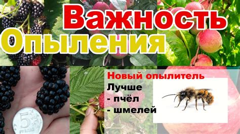 Важность опыления