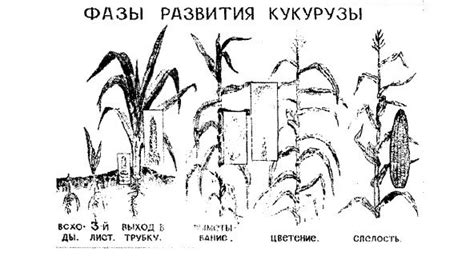 Важность полива в разные периоды роста кукурузы