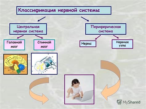 Важность понимания нервной регуляции для восьмиклассников