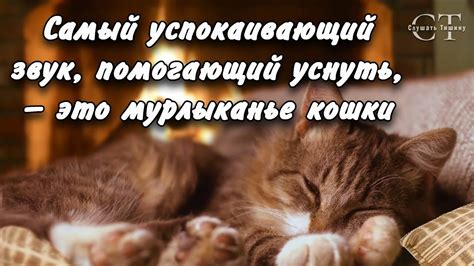 Важность смыслового контекста при толковании сновидений с громадным мурлыкающим котом