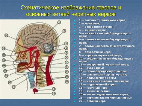 Важность черепных нервов для организма