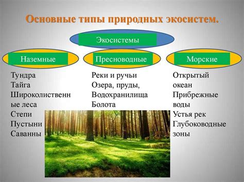 Важность экосистемы в сновидениях о морных просторах и их жителях