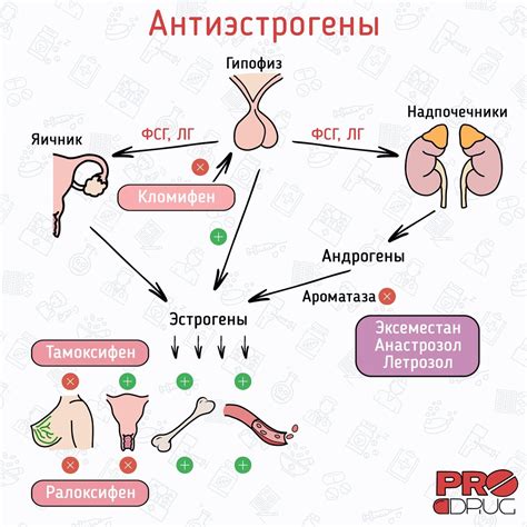 Важность эстрогена