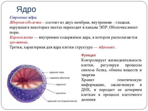 Важность ядра для функций клетки