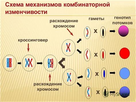 Важность 24-х хромосом в генетике томата