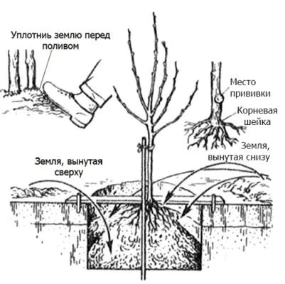 Важные детали при посадке груши