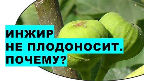 Важные условия для успешного выращивания инжира