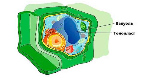 Вакуоль: особенность клеток растений