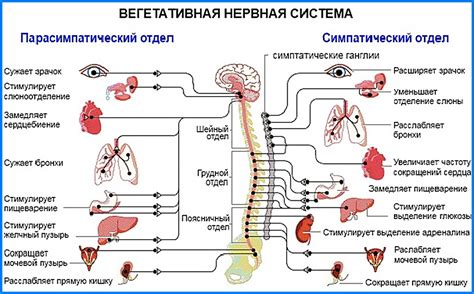 Вегетативная нервная система