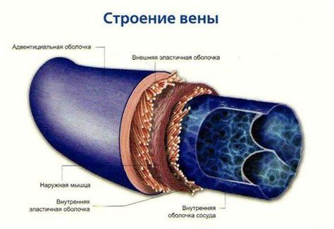 Вены: функции и структура