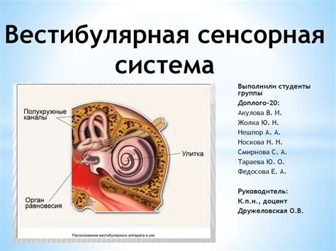 Вестибулярная система